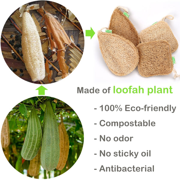 Tout ce que vous devez savoir sur l'éponge naturelle en Luffa - Bambamboo